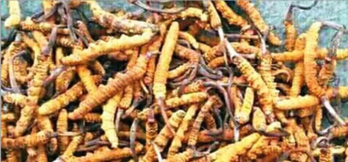 कोरोनाले यस वर्ष हिमालमै बिलायो ‘हिमाली हिरा’