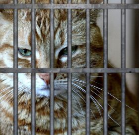 जेलबाट भाग्यो लागु औषध अपराधी बिरालो