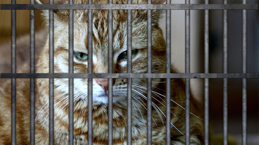 जेलबाट भाग्यो लागु औषध अपराधी बिरालो