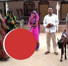 घरमा पालेको बोकाले दिनहुँ आधा लिटर दुध दिन्छ