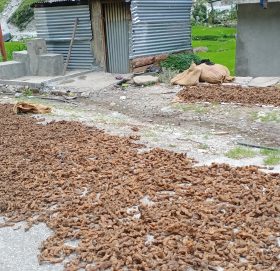 बाजुरामा संरक्षण अभाबले लोप हुदै जडिबुटि