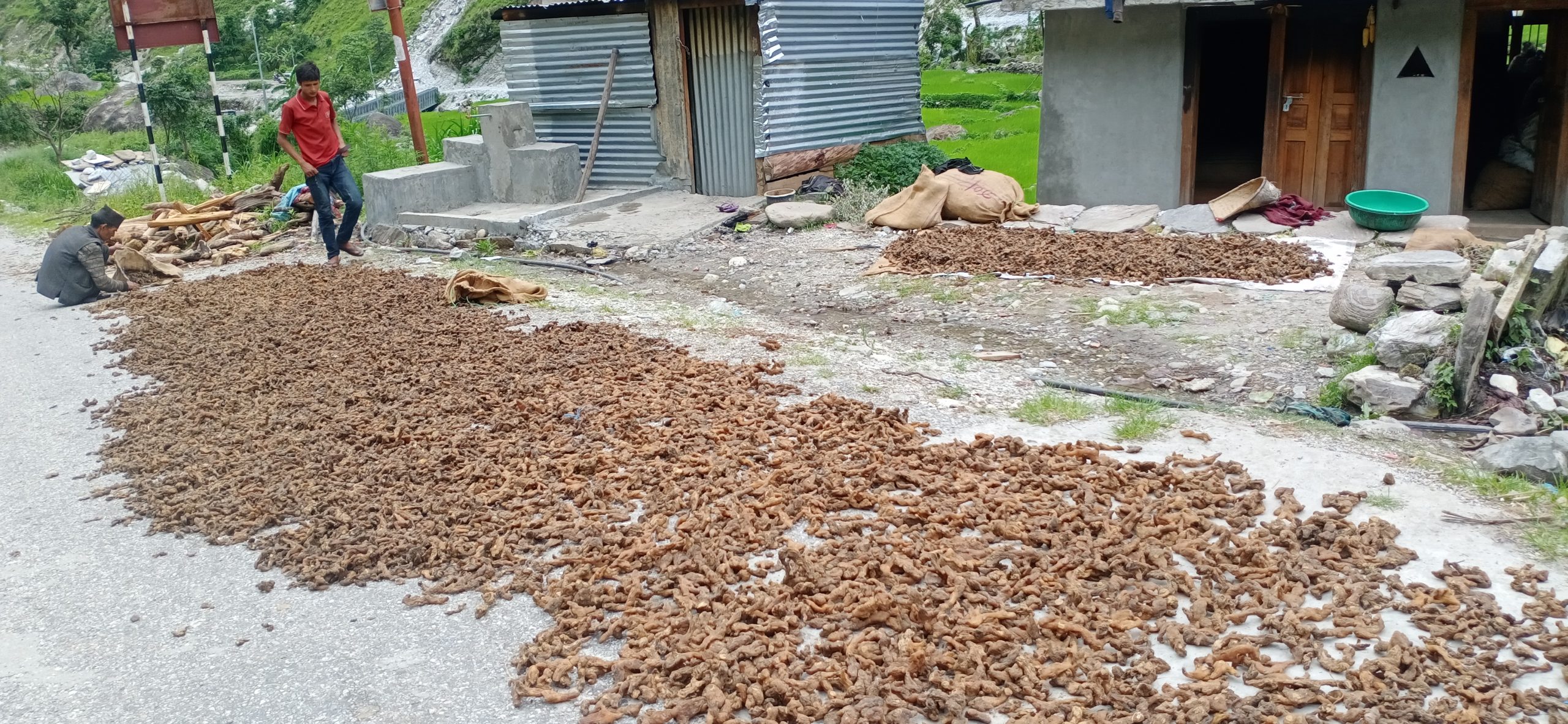 बाजुरामा संरक्षण अभाबले लोप हुदै जडिबुटि