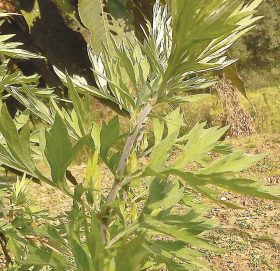 तीतेपाती तेलको मूल्य प्रति लिटर १० हजारसम्म