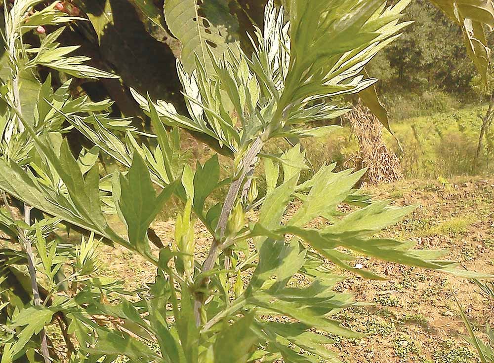 तीतेपाती तेलको मूल्य प्रति लिटर १० हजारसम्म