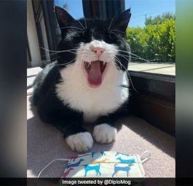 रिटायर्ड भयो चर्चित कूटनीतिज्ञ बिरालो