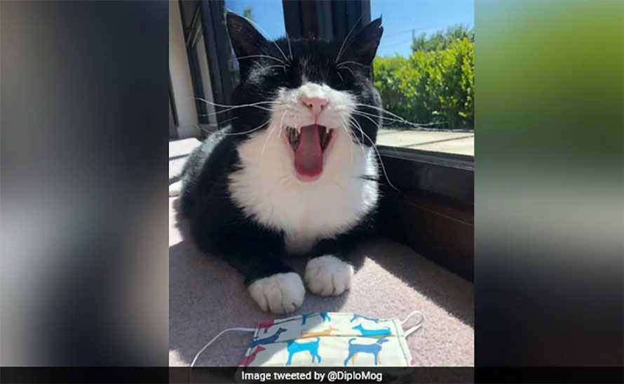 रिटायर्ड भयो चर्चित कूटनीतिज्ञ बिरालो