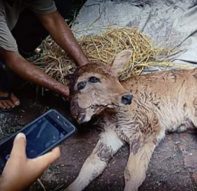 कञ्चनपुरमा जन्मियो ४ आँखा २ टाउको भएको बाच्छी