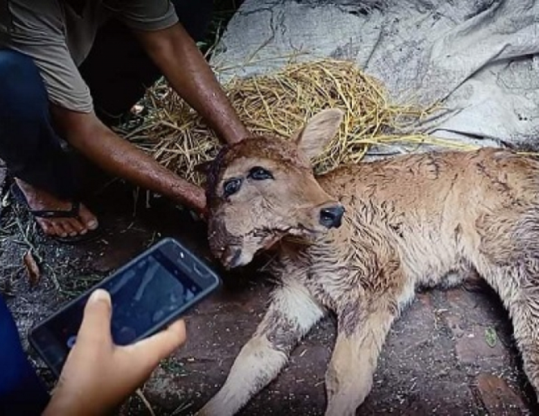 कञ्चनपुरमा जन्मियो ४ आँखा २ टाउको भएको बाच्छी