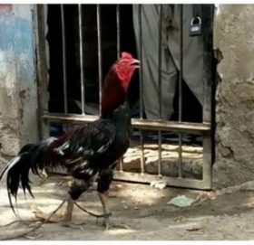 ८ महिनापछि हिरासतबाट रिहा भयो भाले कुखुरा