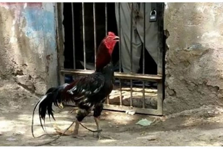 ८ महिनापछि हिरासतबाट रिहा भयो भाले कुखुरा