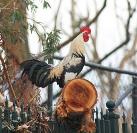 भाले बासेर निन्द्रा खल्बलिएको भन्दै छिमेकीको उजुरी, मालिकमाथि २ सय डलर जरिवाना