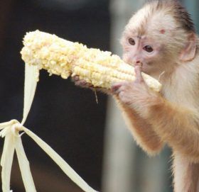 जङ्गली जनावरले बालीनाली सखाप