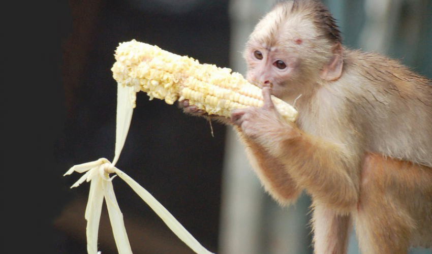 जङ्गली जनावरले बालीनाली सखाप