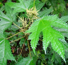 हेपाटिक क्यान्सरका लागि अल्लो उपयोगी : अनुसन्धानकर्ता