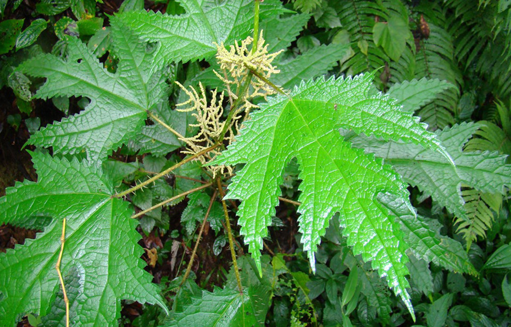 हेपाटिक क्यान्सरका लागि अल्लो उपयोगी : अनुसन्धानकर्ता