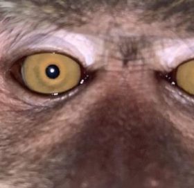 हराएको फोनमा ‘बाँदरको सेल्फी’ भेटिएपछि