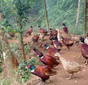 काठमाडौंमा २ हजार कालिज हुर्काउँदै छन् सुदूरपश्चिमका तीन युवा