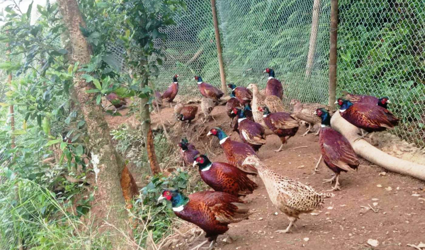 काठमाडौंमा २ हजार कालिज हुर्काउँदै छन् सुदूरपश्चिमका तीन युवा