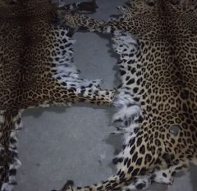 बझाङमा बाघको छाला र ९ किलो हड्डी सहित दाजुभाई पक्राउ