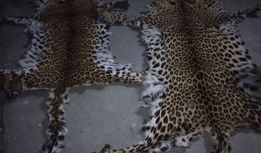 बझाङमा बाघको छाला र ९ किलो हड्डी सहित दाजुभाई पक्राउ