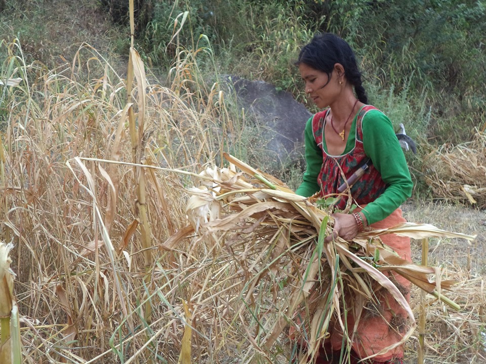 बर्षाले कुलाे बगाउँदा पाक्न लागेकाे बाली नपाकी पराल भयाे