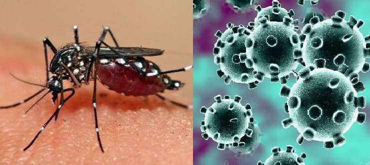 डेंगु र कोरोनाबीचको सम्बन्ध के हो ? डेंगु निको भएकालाई ‘इम्युनिटी’ बढ्न सक्छ