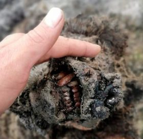 २२ हजार वर्ष पुरानो भालुको शव छालासहित भेटियो