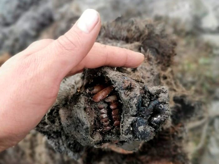 २२ हजार वर्ष पुरानो भालुको शव छालासहित भेटियो