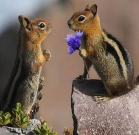 जनावरले पनि मान्छेले जस्तै यौनजीवनको आनन्द उठाउँछन् ?