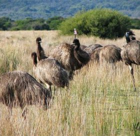 विश्वको अनौठो इतिहास : सेनाले हार्‍यो चरासँगको युद्ध !