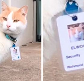 भुस्याहा बिरालोलाई सेक्योरिटी गार्डको जागिर !