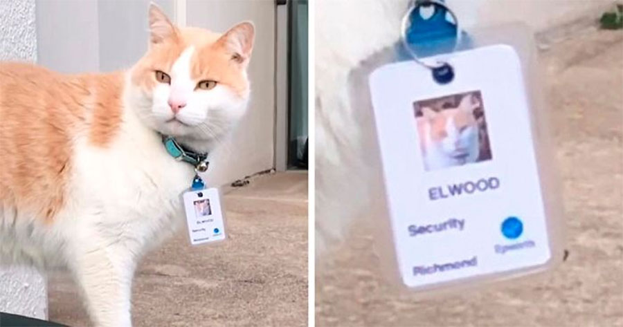 भुस्याहा बिरालोलाई सेक्योरिटी गार्डको जागिर !