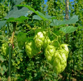 यो हो विश्वकै महँगो तरकारी, १ किलोको मूल्य डेढ लाख रुपैयाँ