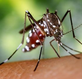 हिमाली जिल्ला दार्चुलामा भेटिए कालाजारका बिरामी