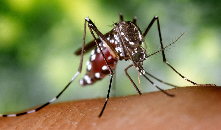 हिमाली जिल्ला दार्चुलामा भेटिए कालाजारका बिरामी