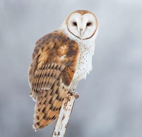 उल्लूको अर्थ बुद्धिमान पनि ! केही रमाइला जानकारीहरु