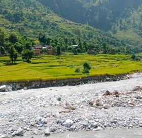 बुढिगंगा नदिले कटान गर्दा धान फल्ने खेत बगरमा परिणत