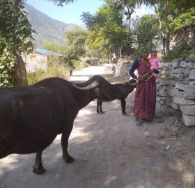 पुर्वा नेपालीको छोराको उपचार देखि दुधका लागि भैसी किनेर सहयोग