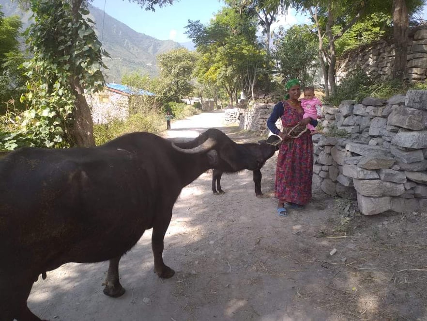 पुर्वा नेपालीको छोराको उपचार देखि दुधका लागि भैसी किनेर सहयोग