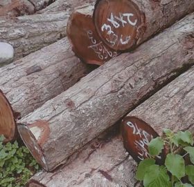 यी हुन् कारवाहीका लागि सिफारिस वनका हाकिम