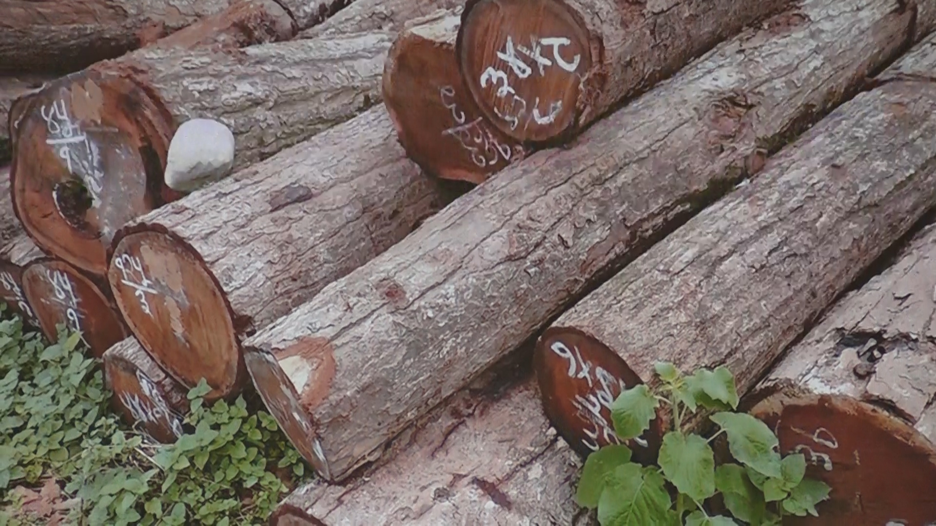 यी हुन् कारवाहीका लागि सिफारिस वनका हाकिम