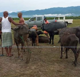 पशुचौपायामा अज्ञात रोग