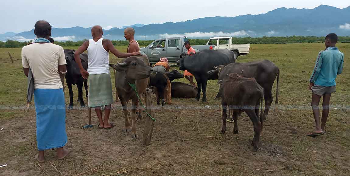पशुचौपायामा अज्ञात रोग