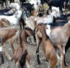 दशैंका लागि तत्काल २ हजार मात्र खसी–बोका ल्याइने