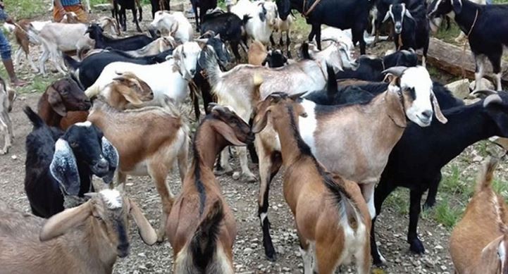 दशैंका लागि तत्काल २ हजार मात्र खसी–बोका ल्याइने