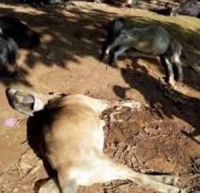 अज्ञात रोगले बाख्रा मर्न थाले