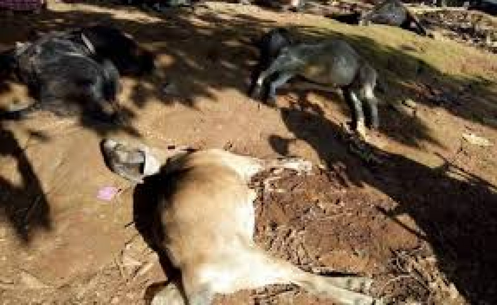 अज्ञात रोगले बाख्रा मर्न थाले