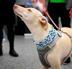 ड्युटीमा निदाउँदा पुलिसको कुकुरलाई पर्‍यो महँगो, काटियो बोनस