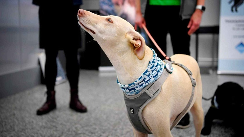 कुुकुरले सुँघेर पत्ता लगाउँछ कोभिड–१९, पिसिआरभन्दा भरपर्दो नतिजा