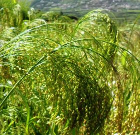 किसान लागे परम्परागत खेतीमा